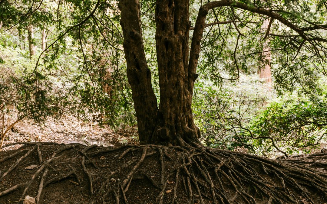 Empowering Neurodivergent Individuals | Tips and Strategies for Thriving 🌟